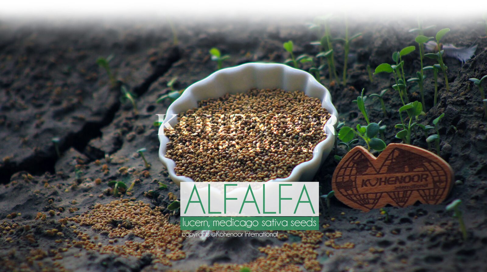 Alfalfa (Medicago sativa) field - Kohenoor International seed for Iraq