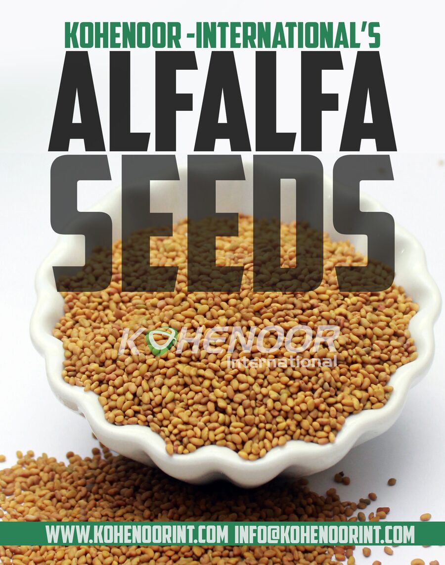 Dodder-free alfalfa seeds close-up - ISTA-tested 98% purity, Kohenoor