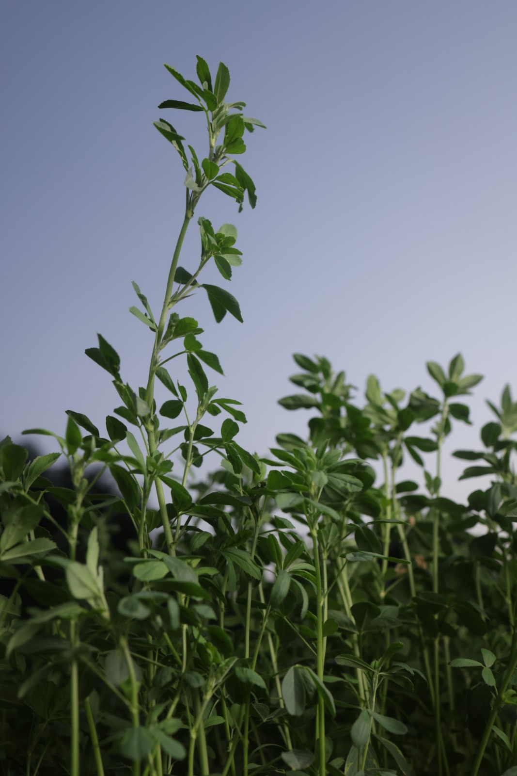 Alfalfa (Medicago sativa) field - Kohenoor International seed for Libya