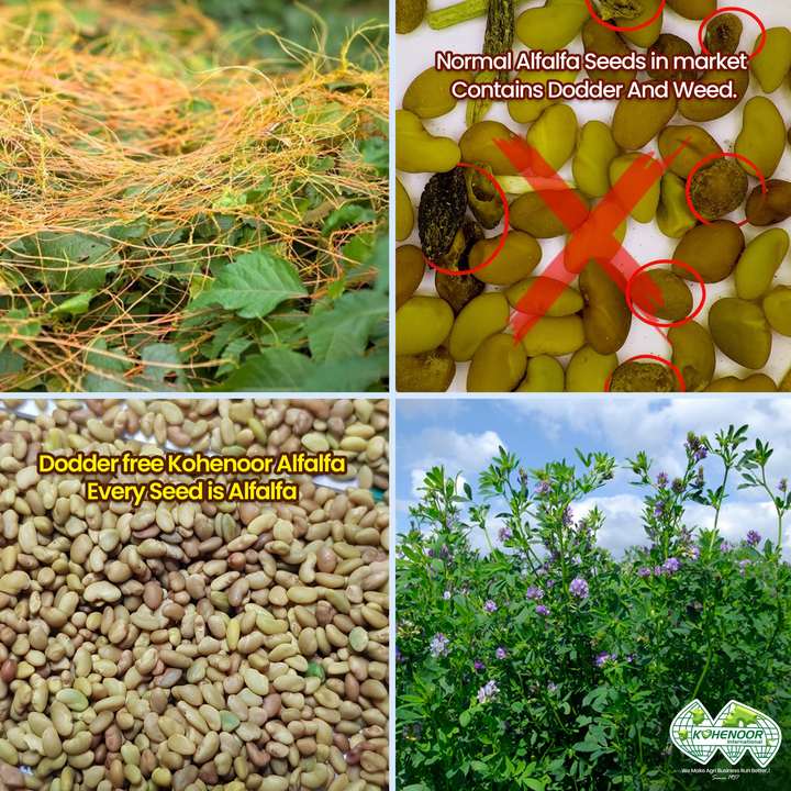 Dodder-free proof: Kohenoor alfalfa lots tested 0% Cuscuta - #1 cause of port rejections