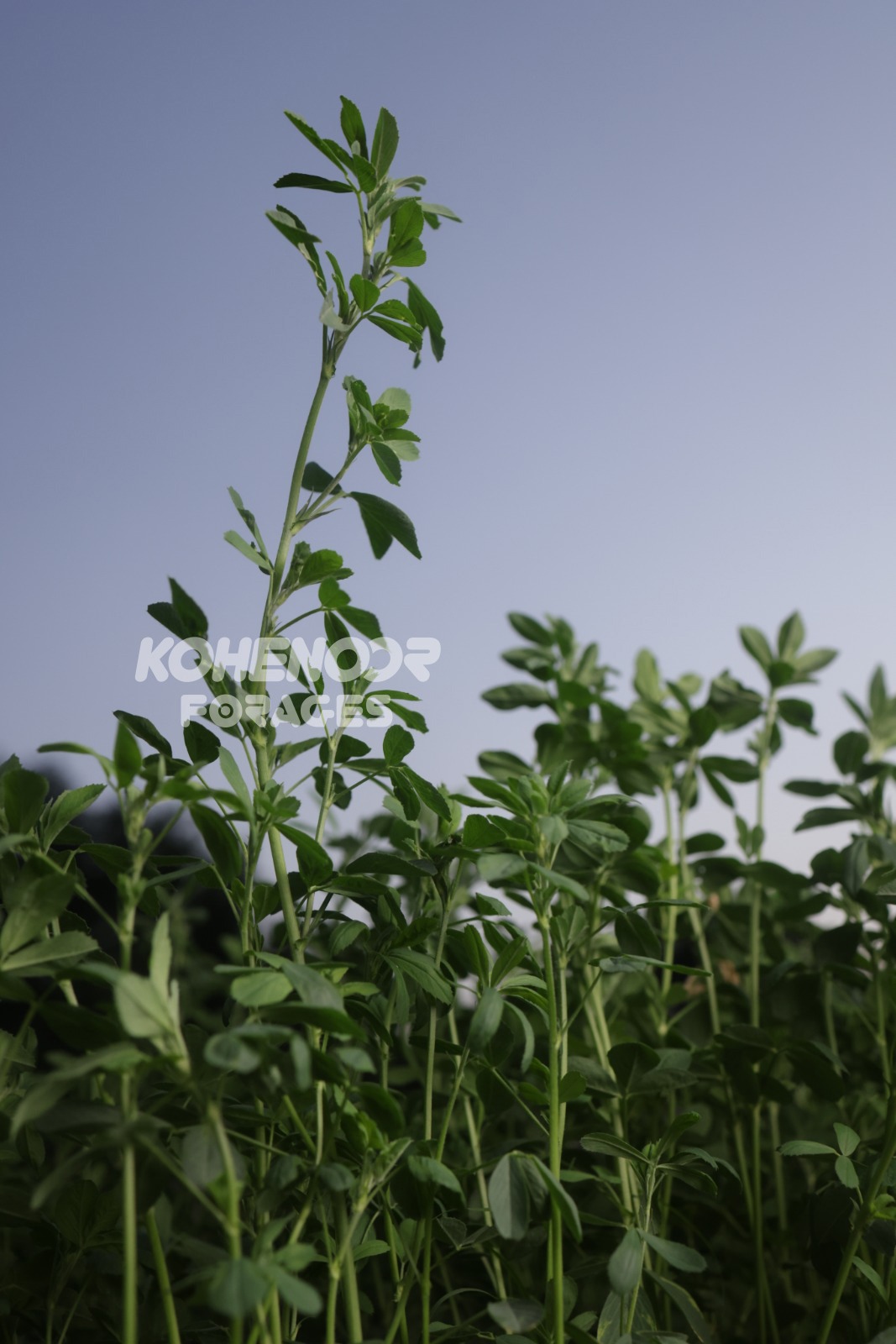 Alfalfa (Medicago sativa) field - Kohenoor International seed for Sudan