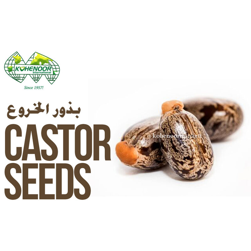 Castor Seeds