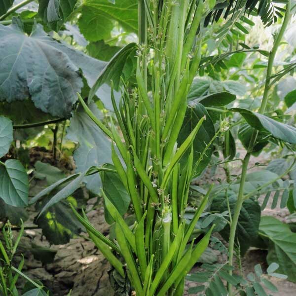 Guar Seeds