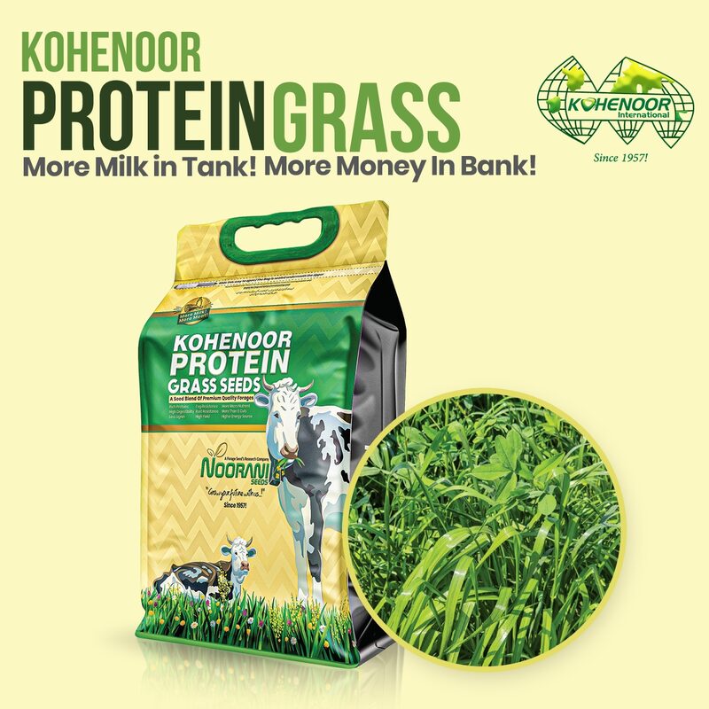 Protein Grass Seeds