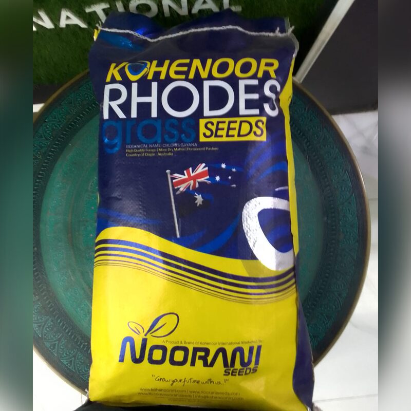 Rhodes Grass Seeds