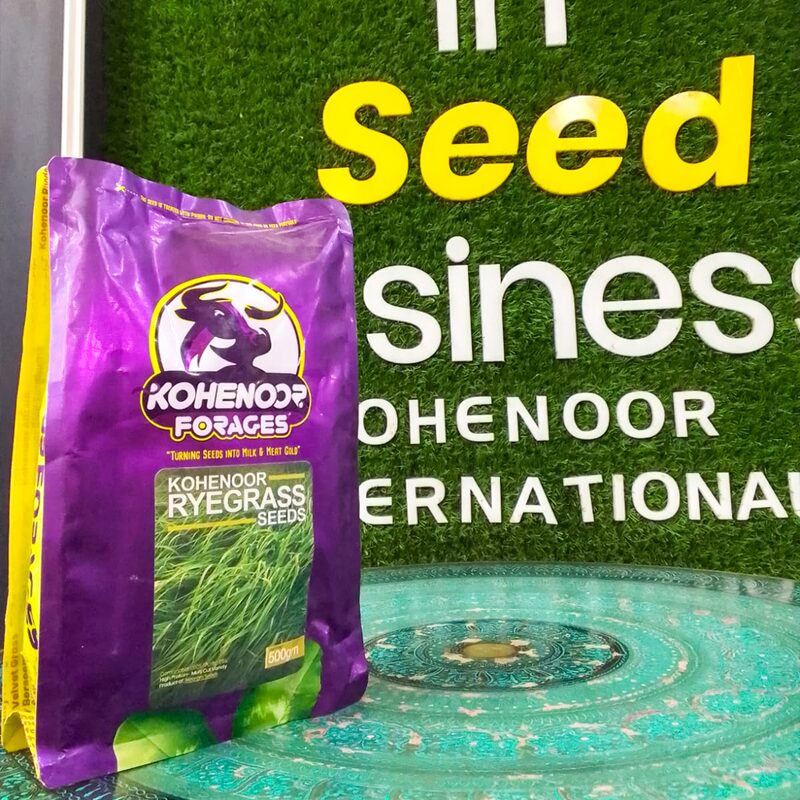 Rye Grass Seeds