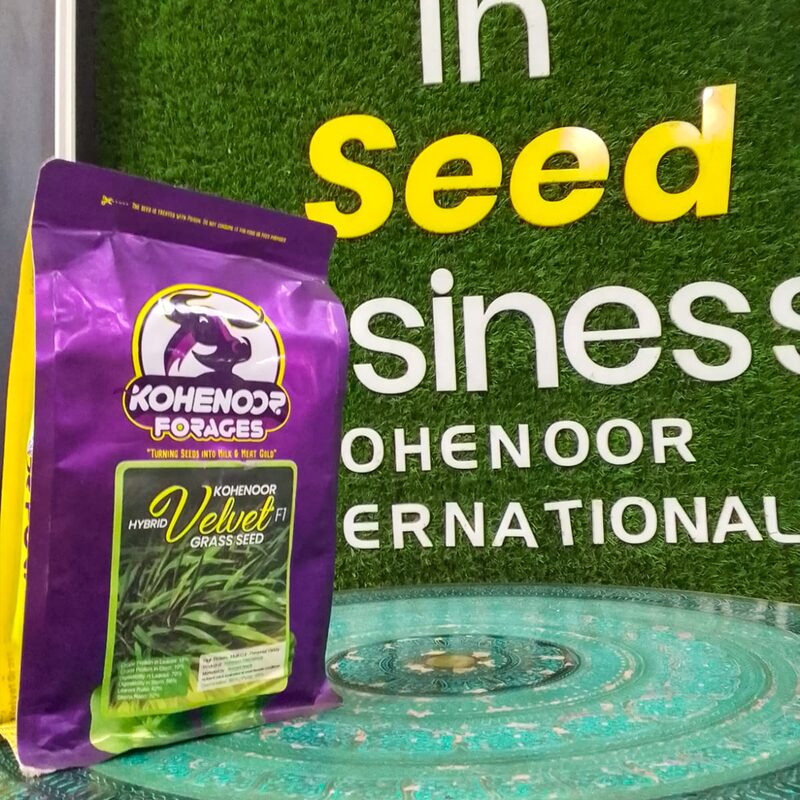Velvet Grass Seeds